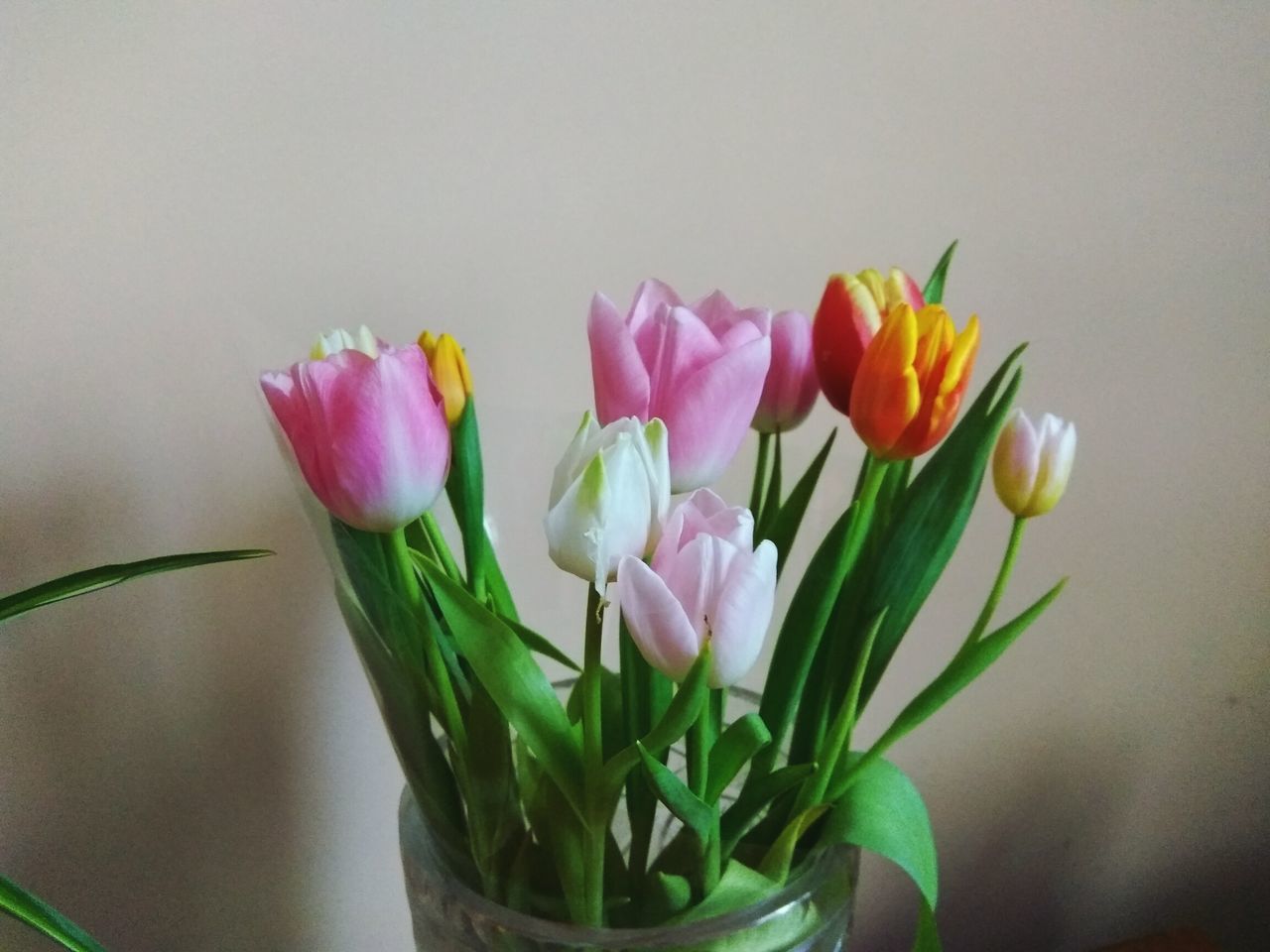 flower, fragility, freshness, petal, nature, beauty in nature, flower head, tulip, vase, no people, close-up, plant, growth, indoors, leaf, blooming, day
