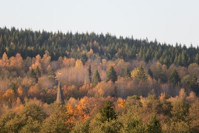Trees in forest against sky
