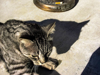 High angle view of tabby by ashtray