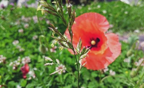 Close-up of red flowers