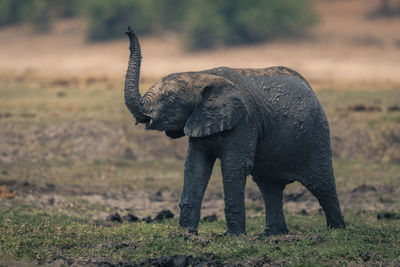 Elephants on field