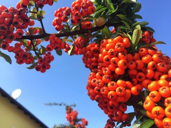 Low angle view of berries growing on tree against sky