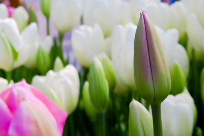 Close-up of flowers blooming outdoors