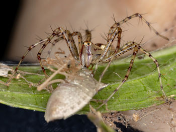 Close-up of spider