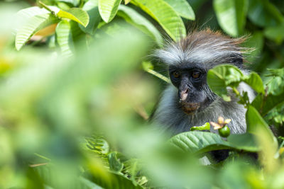 Portrait of a monkey