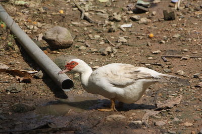 High angle view of duck on field