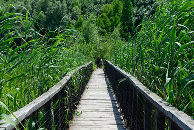 Boardwalk leading towards footbridge amidst plants