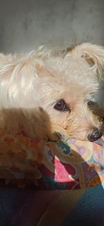 Portrait of dog relaxing on bed