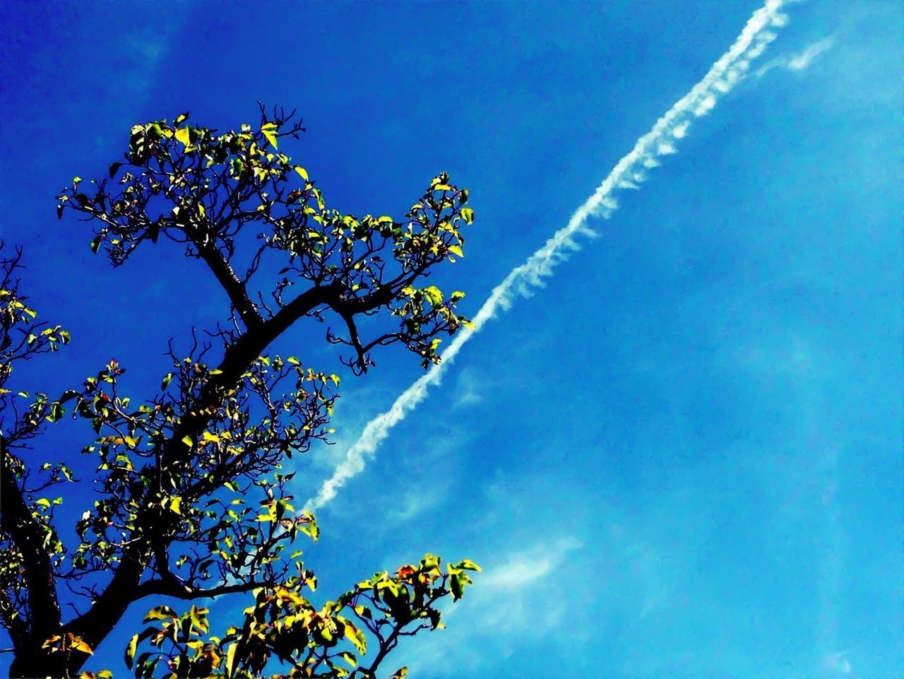 low angle view, blue, tree, sky, beauty in nature, growth, nature, tranquility, branch, scenics, high section, cloud - sky, outdoors, day, tranquil scene, sunlight, no people, cloud, clear sky, flower