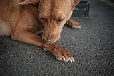 Close-up of a dog resting