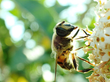 Hoverfly on