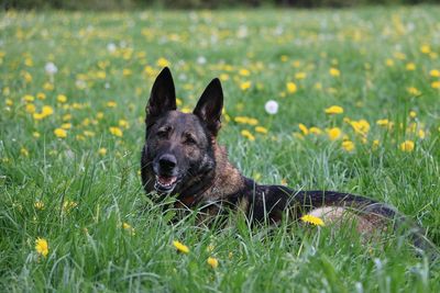 Portrait of dog on field