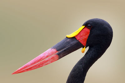 Close-up of bird on red leaf