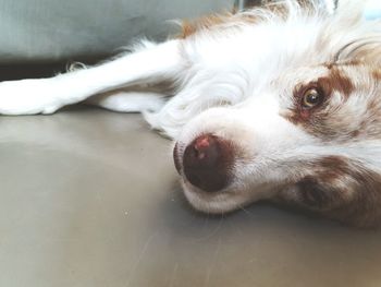 Close-up portrait of dog lying down at home