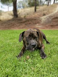 Portrait of dog on grassy field