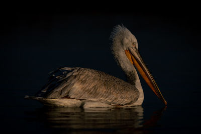 Close-up of pelican against black background