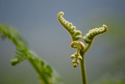 Close-up of lizard on plant