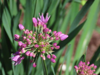 Close-up of pink flowering plant