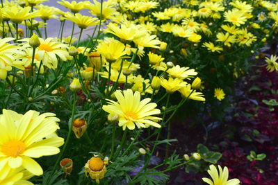 Close-up of yellow flowers blooming on field