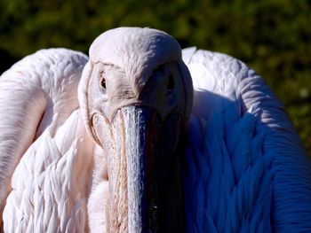 Close-up of pelican