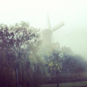 Trees in foggy weather