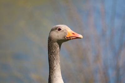 Close-up of bird against lake