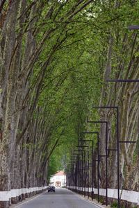 Road amidst trees