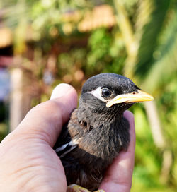 Close-up of a hand holding bird