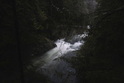 View of river flowing through forest