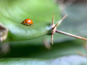 Close-up of ladybug on leaf
