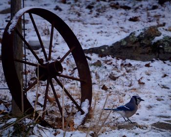 Close-up of bird on ground during winter