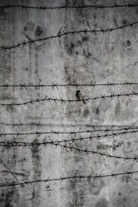 Birds perching on barbed wire