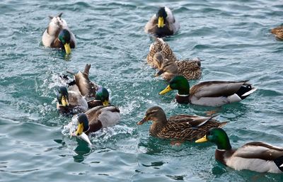 High angle view of mallard ducks swimming in lake