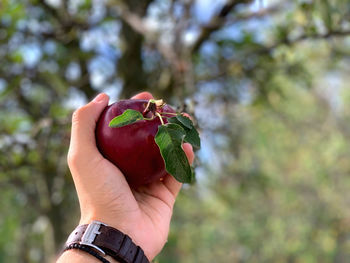 Holding red apple from the tree