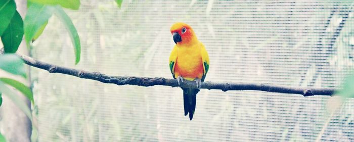 Close-up of parrot perching on branch