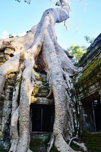 Low angle view of tree trunk