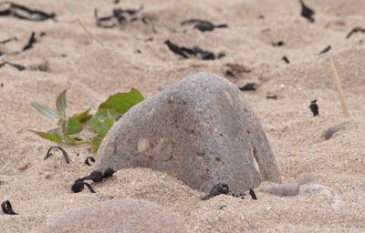 Close-up of lizard on sand at beach