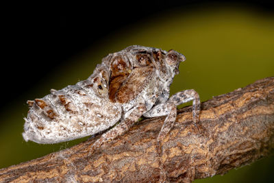 Close-up of lizard on tree