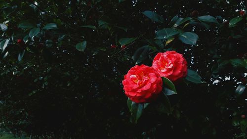 Close-up of red rose
