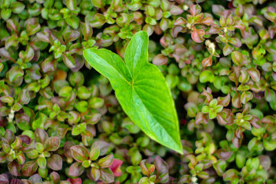 Close-up of green leaves