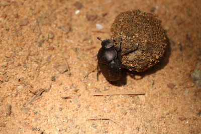 High angle view of beetle on field