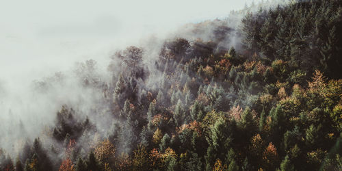 High angle view of trees amidst fog in forest