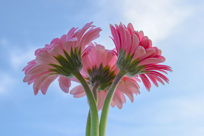 Low angle view of pink flowering plant against sky