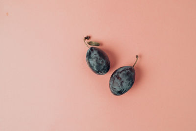 Directly above shot of plant against pink background