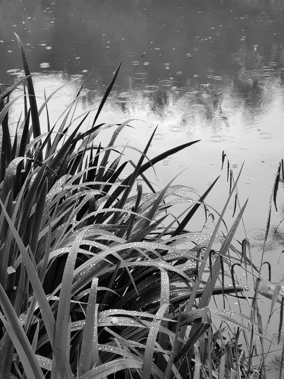 PLANTS AT LAKESHORE