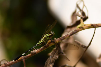 Close-up of insect on plant