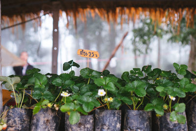 Close-up of text on plant