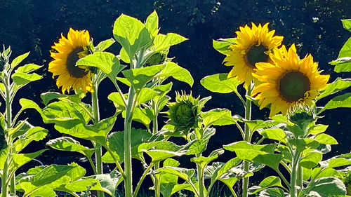 Close-up of yellow flowering plant