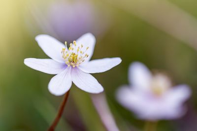 Close-up of white flowering wood anemone