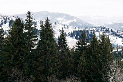 Trees in forest against sky